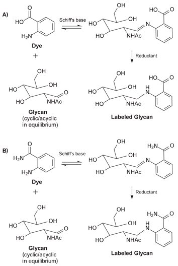 Acyclic glycan and dye form a Schiff's base