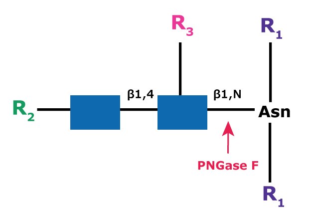 Diagram showing the cleavage site and structural requirements for PNGase F (N-Glycosidase F) from asparagine-linked oligosaccharides.