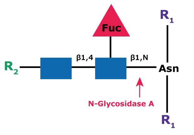 Diagram showing the cleavage site and structural requirements for PNGase A (Glycopeptidase A) from an asparagine-linked N-acetylglucosamine.