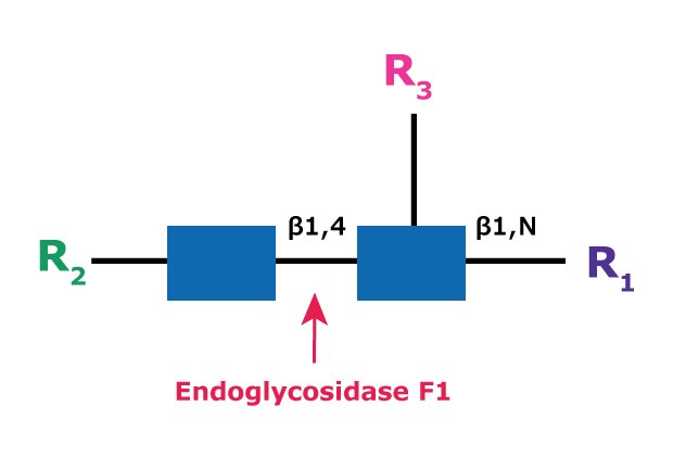 Diagram showing the cleavage site and structural requirements for Endoglycosidase F1 (Endo F1) with the N-linked diacetylchitobiose glycan core.