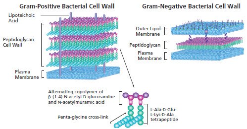 Gram Positive Bacterial Cell Wall and Gram Negative Bacterial Cell Wall