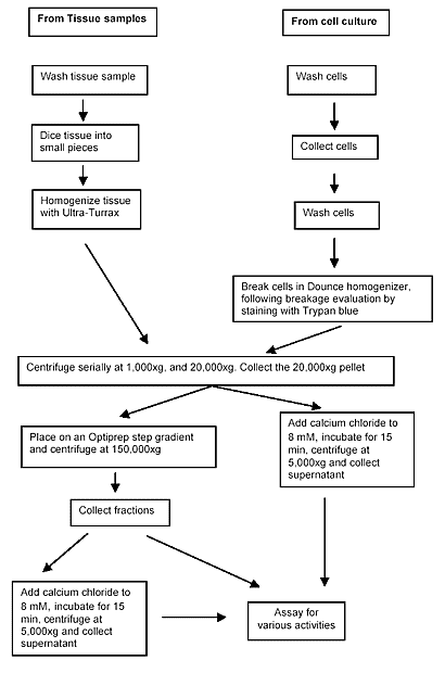 Lysosome Isolation Kit Protocol