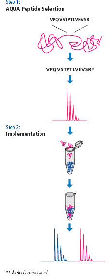 Overview of the Protein-AQUA™ Method