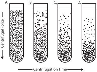 Differential Centrifugation