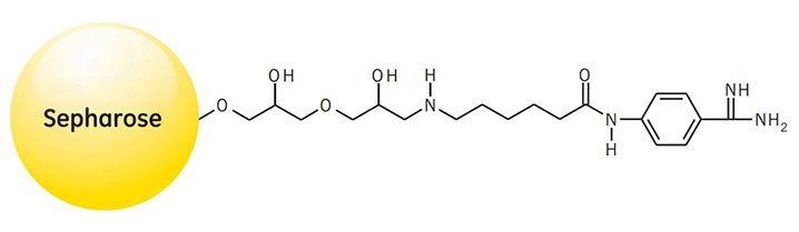 Partial structure of Benzamidine Sepharose 4 Fast Flow (high sub).