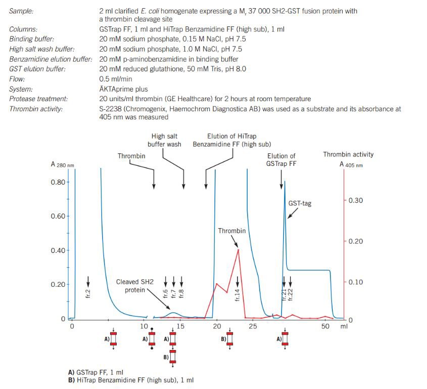 On-column cleavage of a GST fusion protein and removal of thrombin after on-column cleavage