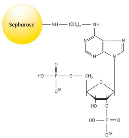 Partial structure of 2’5’ ADP Sepharose® 4B.