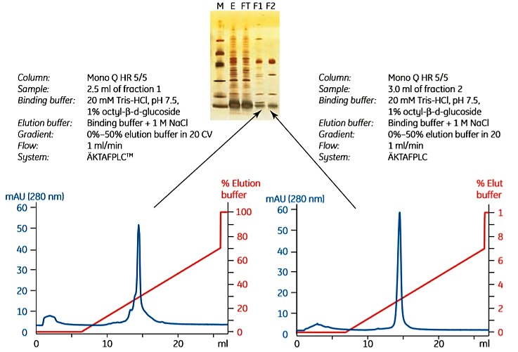 Charge homogeneity characterization of histidine-tagged cytochrome bo3 ubiquinol oxidase using anion exchange chromatography with Mono Q. Two fractions obtained from IMAC puriﬁcation were analyzed