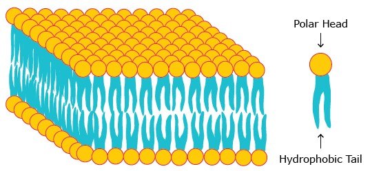 A phospholipid bilayer