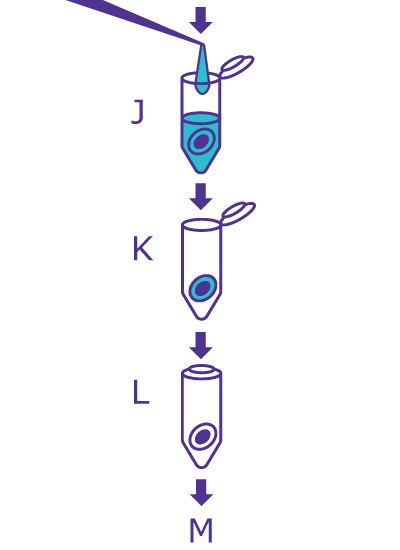Last step of the In-Gel Deglycosylation workflow starting with washing the gel slice with water, removing liquid, and drying the gel slice.