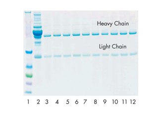 Human IgG was purified 10 times from normal serum using a regenerated PROSEP-G spin column.