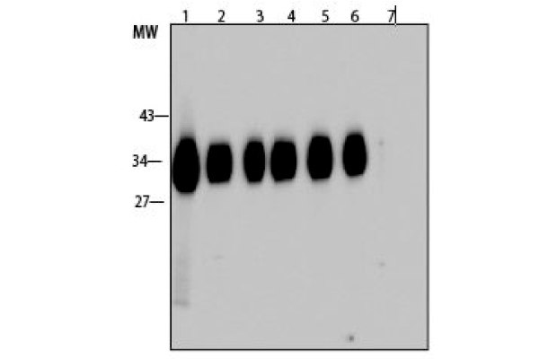 Time course analysis of pepsin digested antibodies.