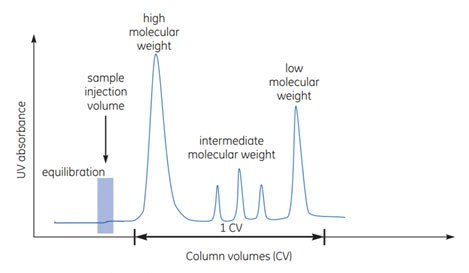 Typical SEC elution.