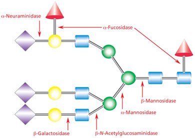 Exoglycosidase enzymes