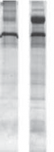 Comparison of SDS-PAGE Clean-Up Kit with ethanol precipitation