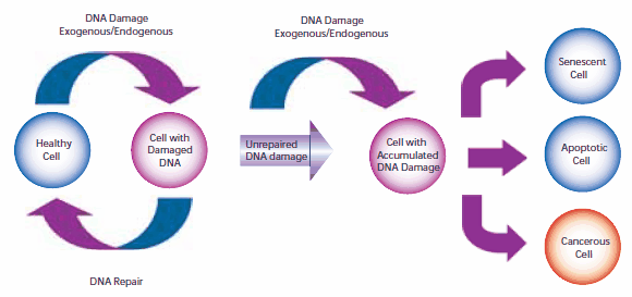 引起衰老、凋亡和癌变的细胞DNA损伤与修复的途径