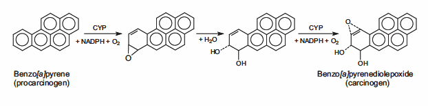 苯并[a]芘被P450酶氧化生成高致癌的环氧苯并[a]芘。