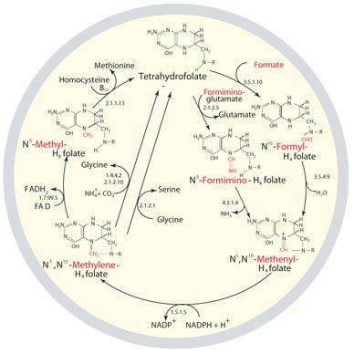 The metabolic cycling and regeneration of tetrahydrofolate