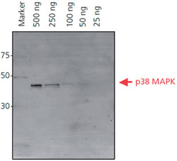 His-tagged p38 MAPK protein