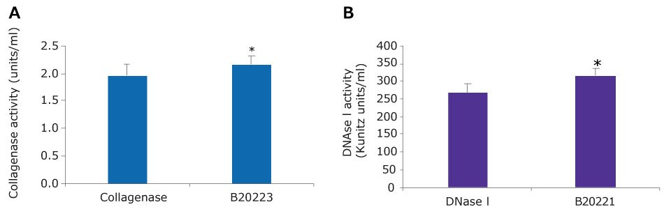 A. Bar graph of collagenase activity. Collagenase has an activity of around 2 units/ml, while the blend has activity of over 2 units/ml. This is statistically different as per a t test≤ 0.01. B. Bar graph of DNase I activity. DNase I alone has an activity of around 250 Kunitz units/ml, while the blend has activity of over 300 Kunitz units/ml. This is statistically different as per a t test≤ 0.01.