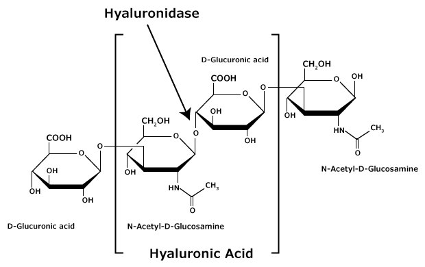 The chemical structure of hyaluronic acid glycosaminoglycan that is composed of alternating residues of β-D-(1‑3) glucuronic acid and β-D-(1‑4)-N-acetylglucosamine.