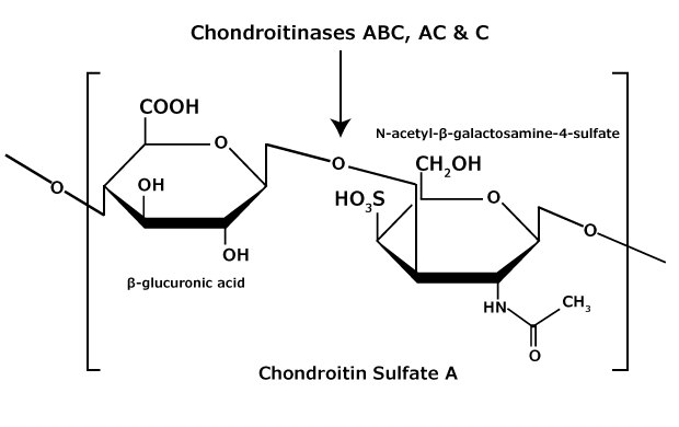 The chemical structure of chondroitin sulfate A glycosaminoglycan that contains an alternating copolymer β-glucuronic acid-(1‑3)-N-acetyl-β-galactosamine-4‑sulfate.