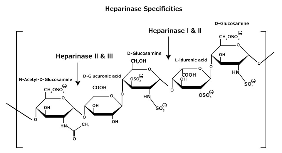 The chemical structure of heparan and heparin glycosaminoglycans that consist of heterogeneous mixtures of repeating units of D-glucosamine and L-iduronic acids or D-glucuronic acids, sulfation at each residue may vary. Shows the specificities of heparinase I, II, and III.