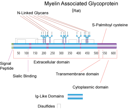 myelin-associated