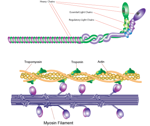 肌球蛋白(Myosin)