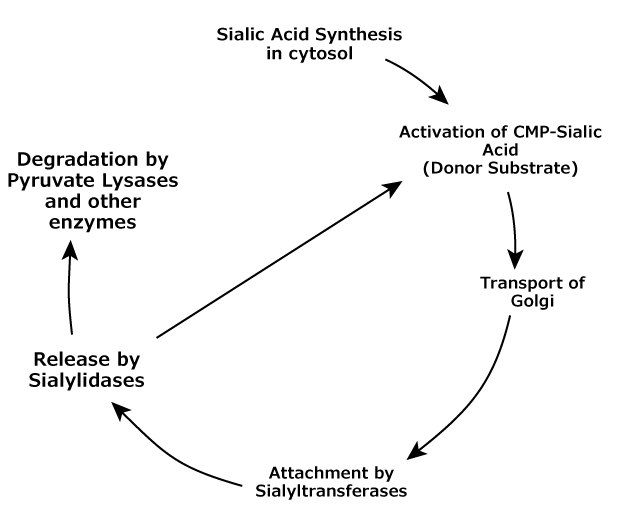 A flowchart describing the lifecycle of sialic acid, including its synthesis in the cytosol, activation, and transportation to the Golgi. The chart also illustrates the degradation of sialic acid involving pyruvate lyases and other enzymes, and its release by sialylidases, followed by attachment to substrates by sialyltransferases.