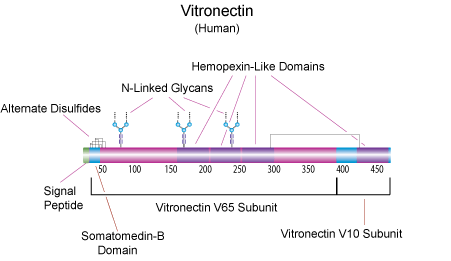 vitronectin