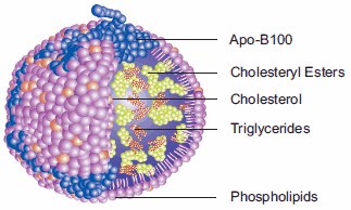 Low Density Lipoprotein.