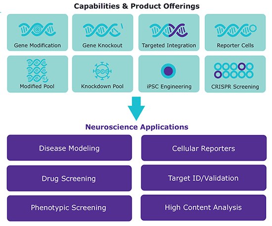 custom research models