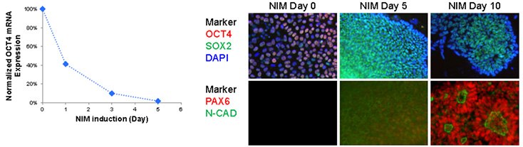 Neuronal differentiation of iPSCs 