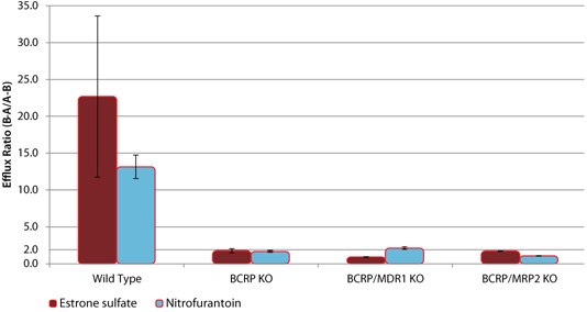 野生型(WT)和BCRP敲除(KO)细胞系中BCRP底物的外排