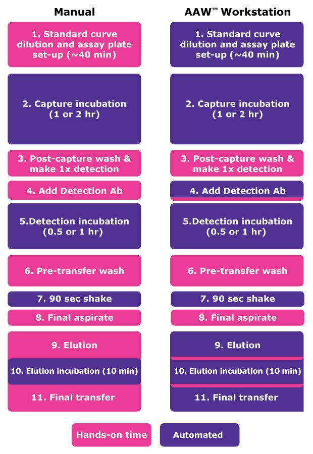 AAW™ 工作站上手动与自动测试的比较。步骤包括：1.标准曲线稀释和检测板设置，2.捕获培养（始终使用自动培养箱），3.捕获后清洗并进行 1x 检测，4.添加检测抗体，5.检测培养（始终使用自动培养箱），6.转移前清洗，7.90 秒振荡（始终使用自动振荡器），8.最终吸液，9.洗脱，10.洗脱培养（始终使用自动培养箱），11.洗脱培养（始终使用自动培养箱）。洗脱培养（始终使用自动培养箱），11.最后转移。使用 AAW™ 工作站只需手动执行第 3 步（捕获后清洗）、第 6 步（转移前清洗）和第 8 步（最终吸液）。