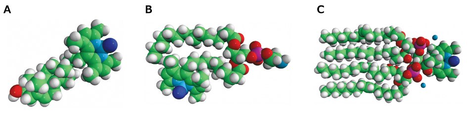 Three colorful molecular models of fluorescent lipids: linear (a), branched (b), and stacked (c), with color-coded atoms and functional groups.