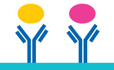 Illustration showing a yellow oval representing analyte 1 and a pink oval representing analyte 2, each bound to antibodies coated to a surface. 