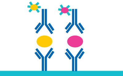 Illustration showing a yellow oval representing analyte 1 and a pink oval representing analyte 2, each 'sandwiched' between an antibody coated to a surface and a fluorescent-labeled antibody.