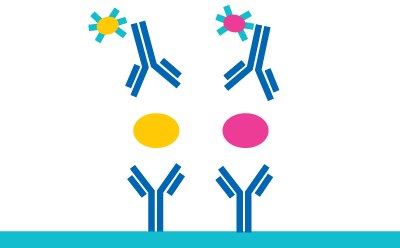 Illustration showing disassociation of antibody/biomarker/fluorescent-labeled antibody complexes.