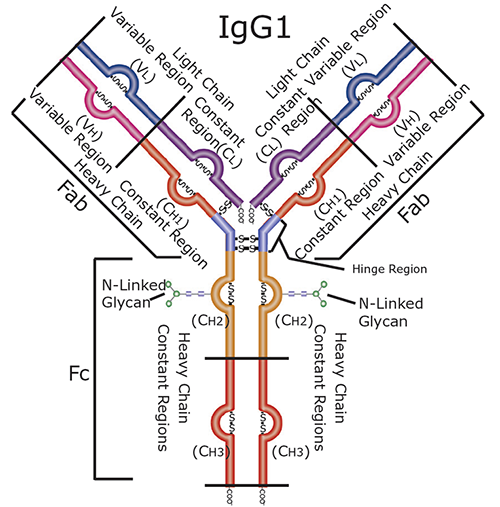 Graphical depiction of a human IgG1 antibody