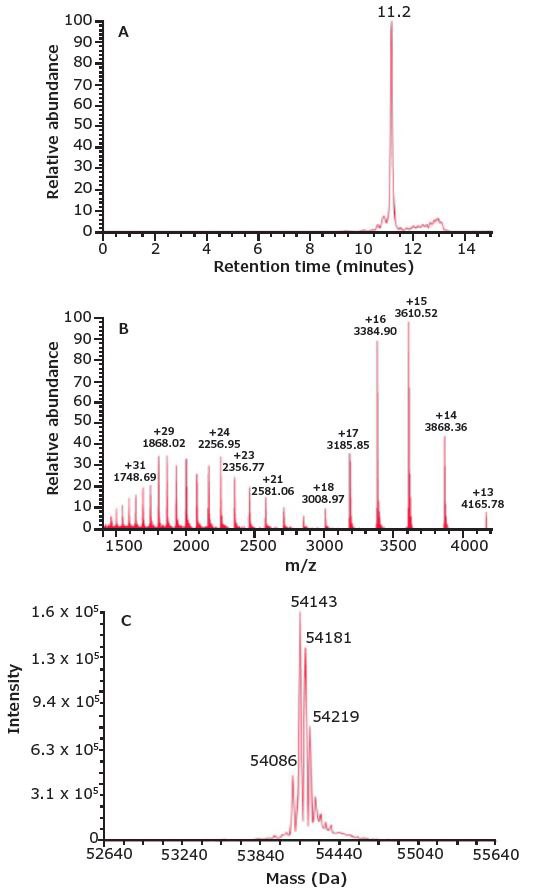 SEC-MS analysis of the BiTE®.