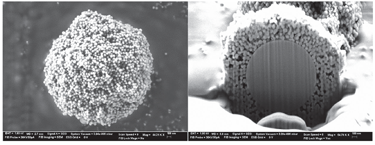 Two scanning electron microscope (SEM) panels of the BIOshell™ IgG 1000 Å C4 SPP particle. The left panel shows the particle’s porous outer layer, appearing as a rough, textured surface. The right panel is a cutaway view, revealing a solid, non-porous silica core that contrasts with the rugged exterior shell. Data courtesy of Advanced Materials Technology (AMT).