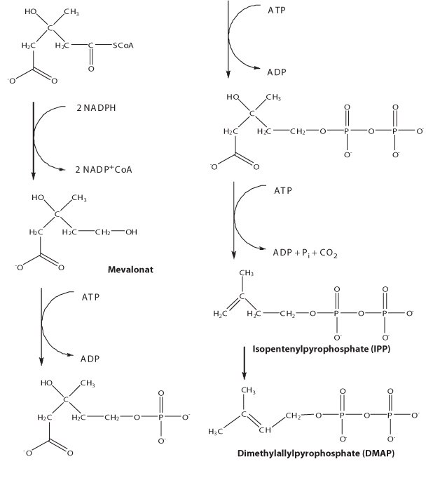 Biosynthesis of IPP and DMAP via mevalonate pathway