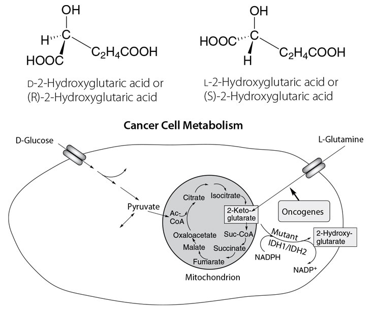 Cancer Cell Metabolism Involving 2-Hydroxyglutaric Acid