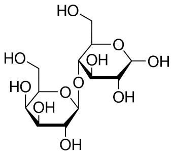 Lactose structure - A chemical structure diagram of a molecule with two six-membered rings and one five-membered ring, each containing oxygen atoms as part of the ring structure. The rings are connected by oxygen atoms, forming an ether linkage. Multiple hydroxyl (OH) groups are attached to the rings, indicating the molecule is a polyhydroxy compound, likely a carbohydrate or sugar.