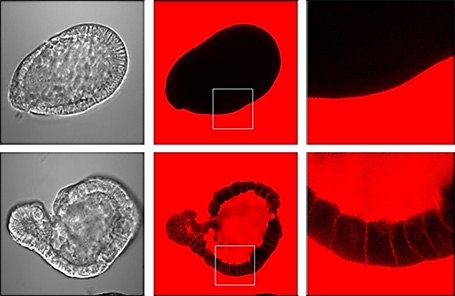 Apical-out organoid barrier integrity assay