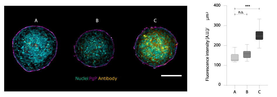 Immunofluorescence Quantification Antibody Penetration BBB Organoids Immunofluorescence of the BBB organoid and quantification of antibody penetration through fluorescent intensity