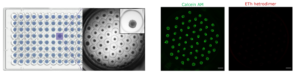 Organoid Imaging Millicell Microwell Plate Brightfield imaging of one Millicell<sup>®</sup> Microwell plate well and organoid live/dead fluorescent staining