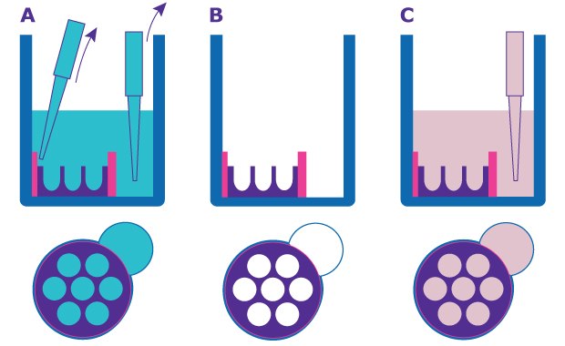 Schematic of how to prepare Millicell Microwell plates. Remove the shipping buffer using a pipette, then add the desired growth medium. Cross-section of the well from the side shows the microwells to the left and the pipetting port to the right. Top cross section shows the microwells within the wells and the adjacent pipetting port.